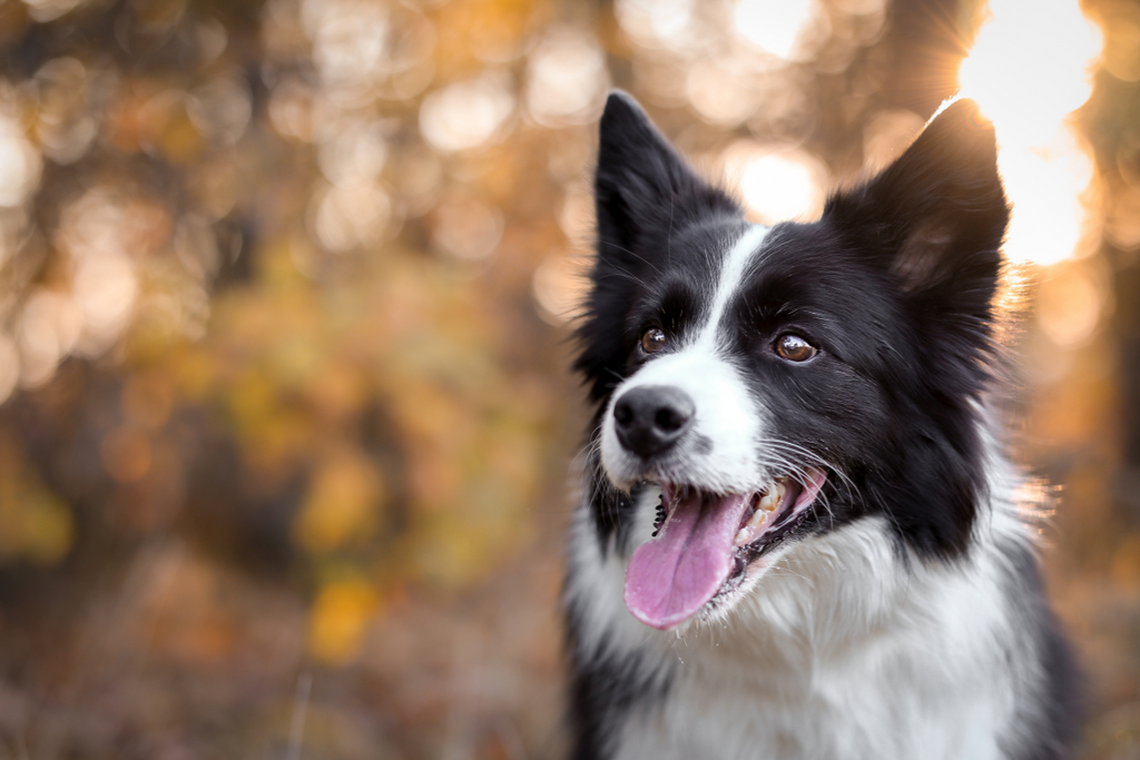 are collies high energy